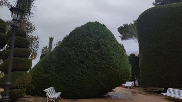 Cs denuncia el mal estado del arbolado de Cádiz