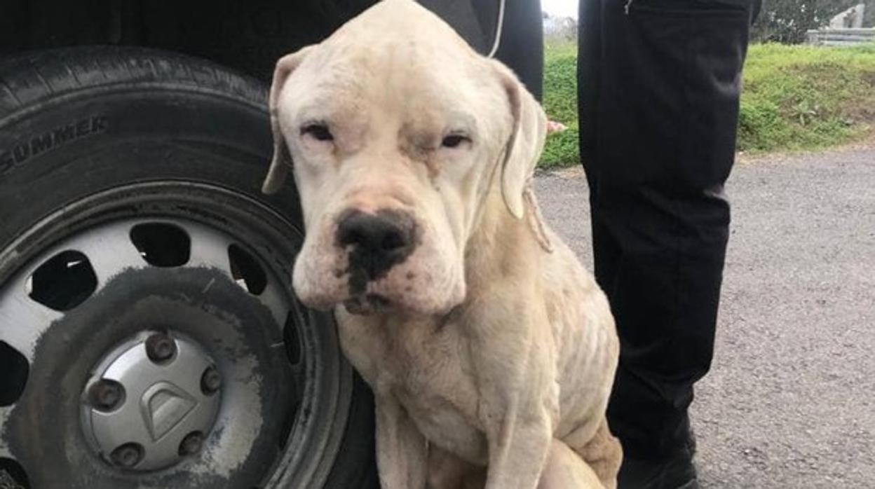 La Policía de Vejer salva a un perro en mal estado