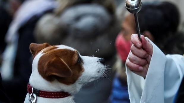 San Antón, la festividad de «nuestros queridos peludos»