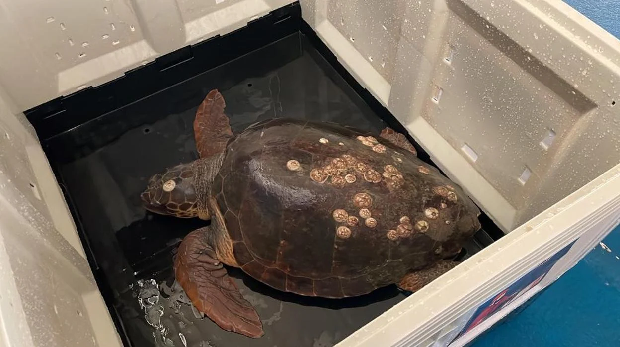 Bonanza, la tortuga rescatada gracias a unos pescadores sanluqueños