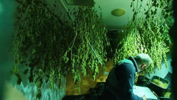 La Guardia Civil desmantela una plantación de marihuana en una vivienda de Arcos