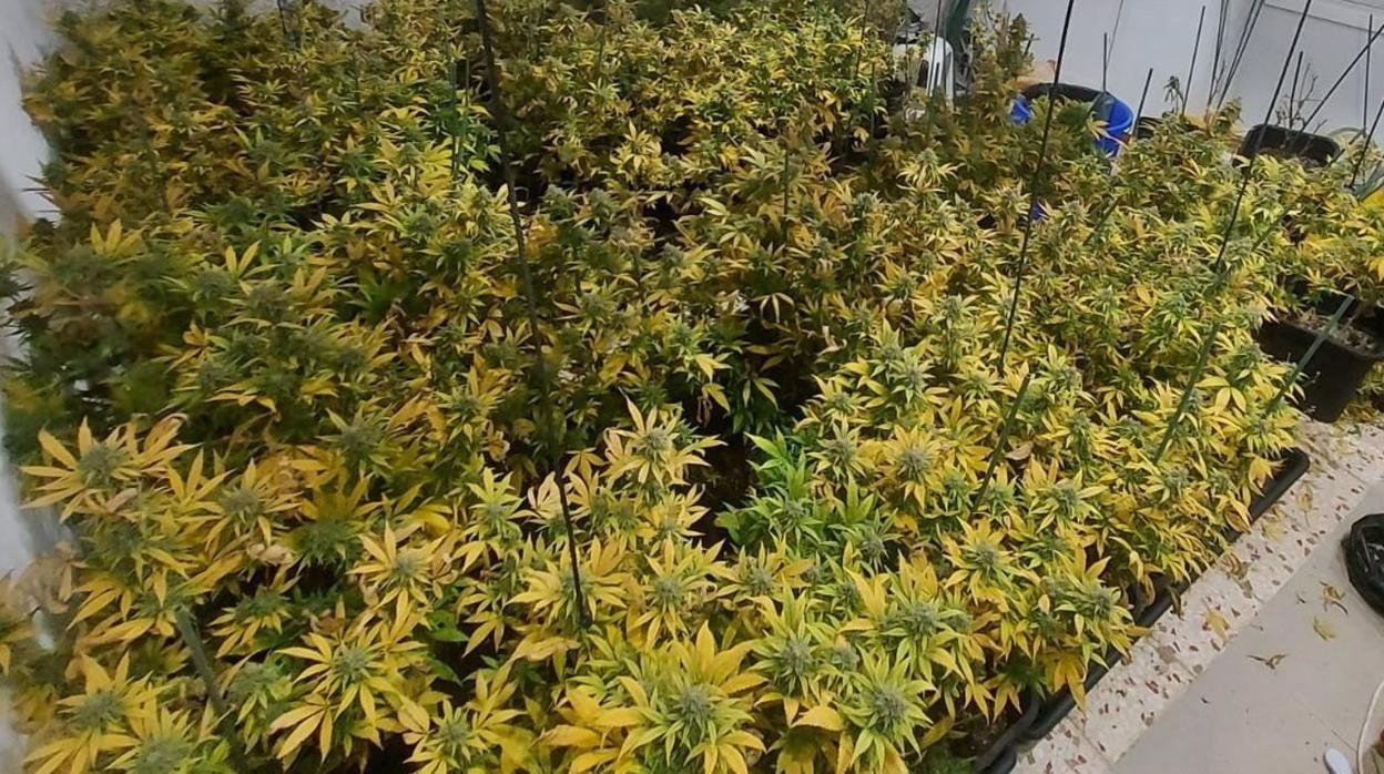 El olor a marihuana lleva a desmantelar dos plantaciones en La Línea