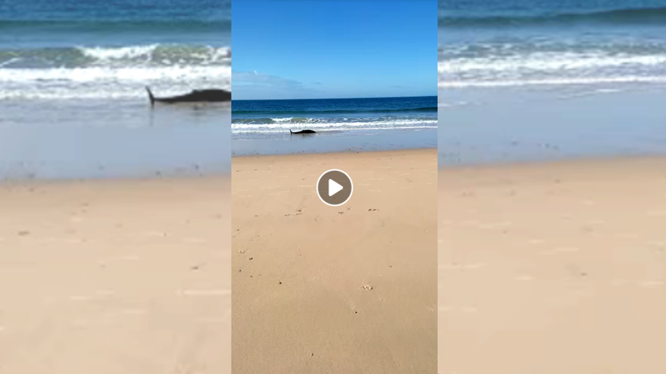 Aparece un delfín «desorientado» a orillas de la playa de la Barrosa, en Chiclana