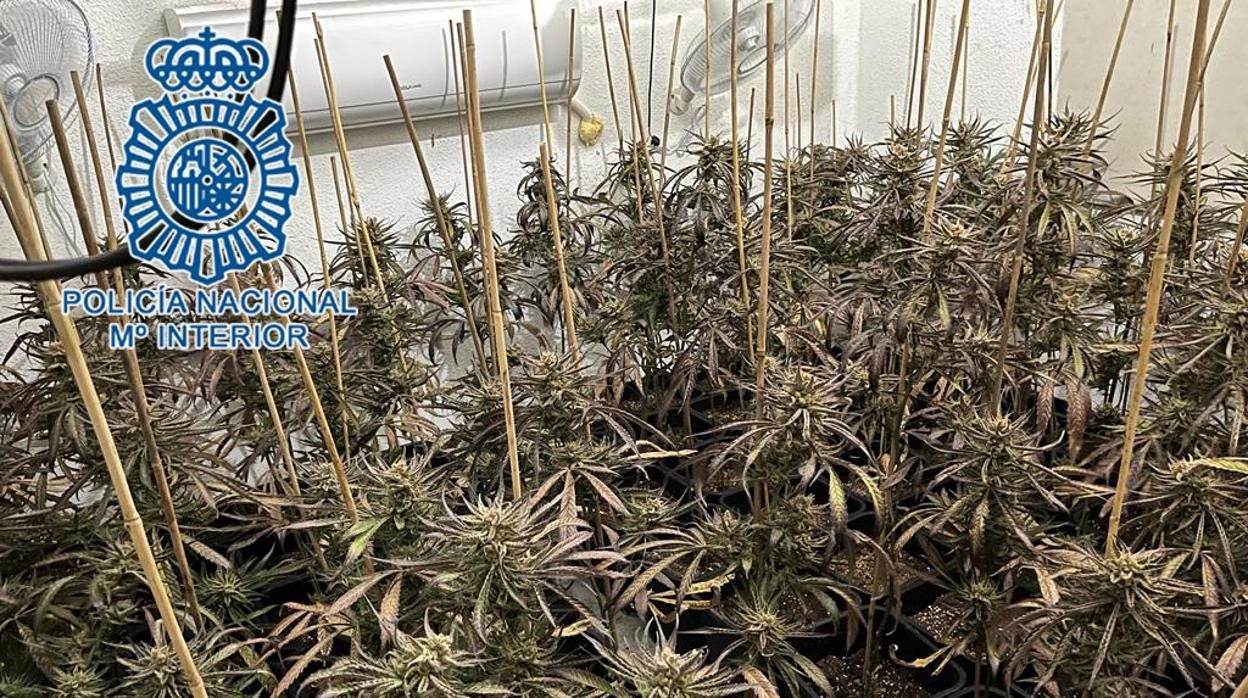 Plantación de marihuana en el interior de la vivienda