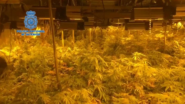 Detenido un anciano de 74 años por cultivar marihuana en una nave industrial de Alcalá de Guadaíra