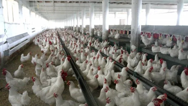 Detectados cinco nuevos focos de gripe aviar en granjas de Martín de la Jara, Gilena, Osuna y El Rubio