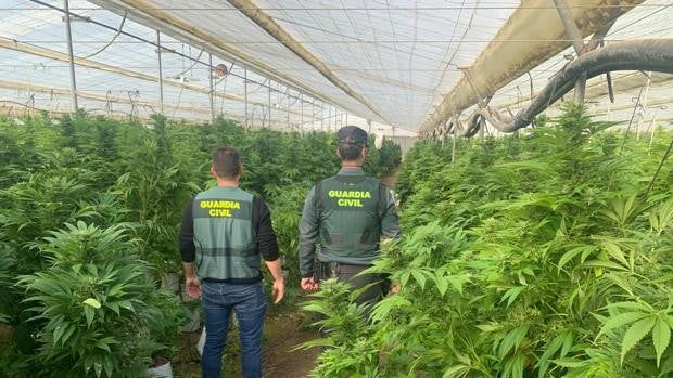 Descubierto un invernadero en Conil con 7.000 plantas de marihuana listas para ser recolectadas