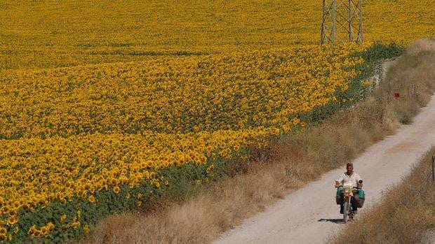 La sequía y la guerra con Ucrania ponen al límite al girasol y a su producción de aceite en Cádiz