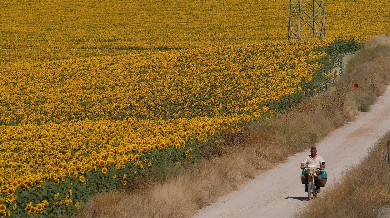 Imagen de archivo de una plantación de girasoles