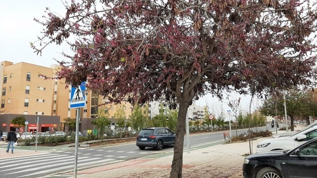 Mairena del Aljarafe, pulmón verde del Aljarafe, cuenta con un árbol por cada 2,5 habitantes