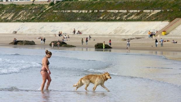 Nudismo y bicicletas sí, pero perros no, un «absurdo», según 'Playas Dog Friendly Cádiz'