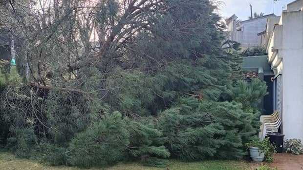 El viento obliga a los bomberos a actuar en Cádiz, San Fernando y El Puerto