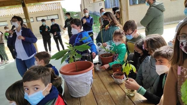 Alumnos del colegio Las Lomas de Vejer siembran aguacates en el huerto del centro