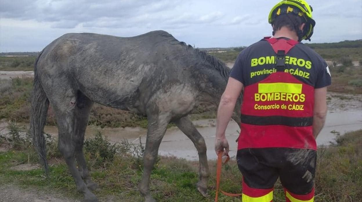 El caballo rescatado en Chiclana.