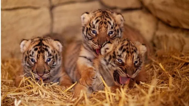 Nacen tres tigres de Bengala en la reserva animal de Jimena de la Frontera