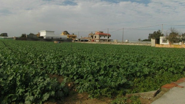 108 años de la Algaida, el tesoro agrícola de Sanlúcar