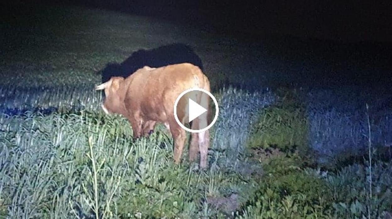 Toro en una carretera de Cádiz