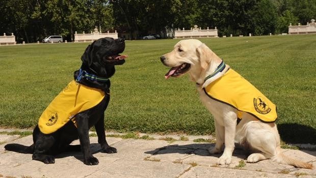 Los perros guía de Cádiz reclaman su derecho al transporte público