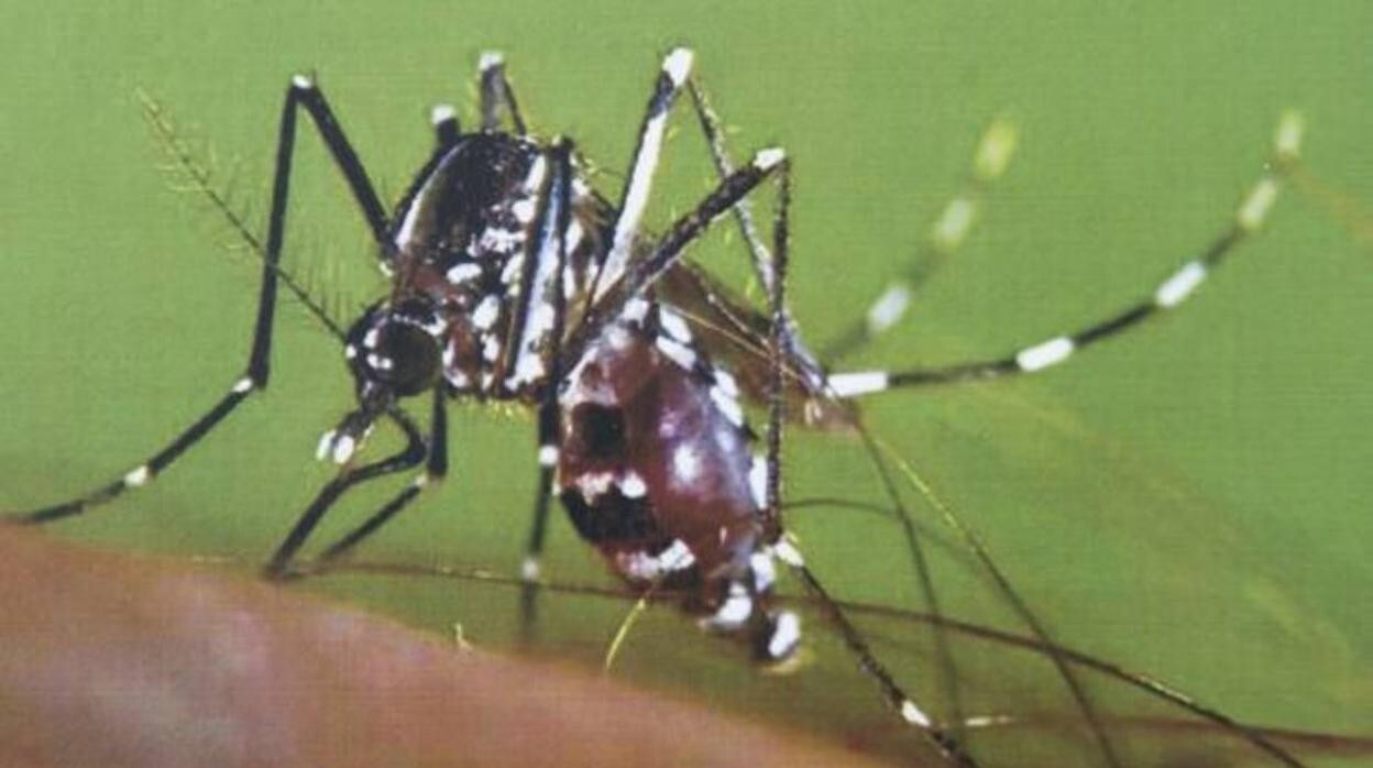 Los expertos alertan de un verano difícil por el repunte del mosquito tigre en toda España