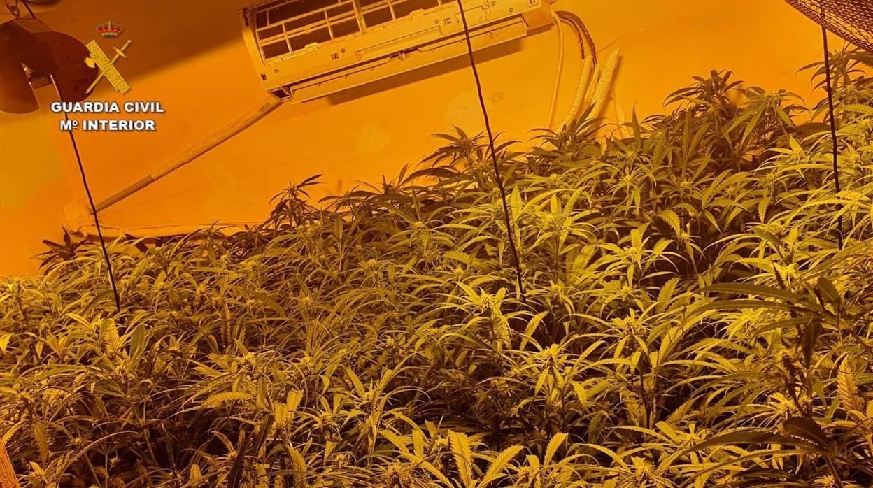 Detenido por tener tres plantaciones de marihuana ocultas en un domicilio de Arcos