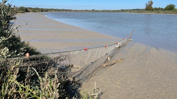 Incautan 17 kilos de coquinas y artes ilegales de arrastre en El Puerto