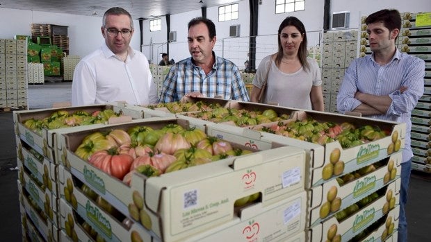 Los Palacios calcula que la producción de tomates en esta campaña rondará los 15 millones de kilos