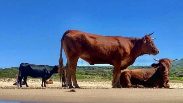 El ganado retinto de la Diputación, presente en la 171 Feria de Ganado de Algeciras