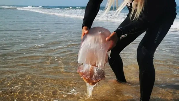 Las playas de Cádiz, ¿en riesgo de una llegada masiva de medusas por el viento de Levante?
