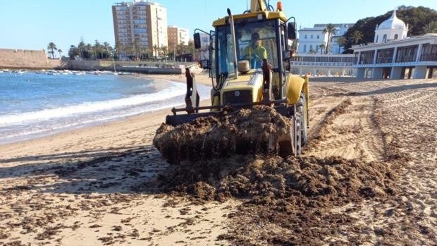 La playa de La Caleta de Cádiz, invadida por las algas
