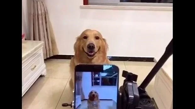 El can es capaz de sonreír cuando le van a hacer una fotografía