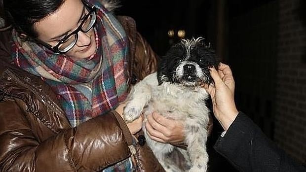 Hachiko, la perrita que esperó más de dos meses a su dueño en la puerta del hospital