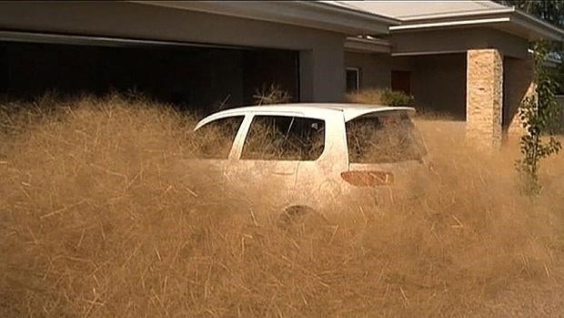 El «pánico peludo» invade un pueblo de Australia