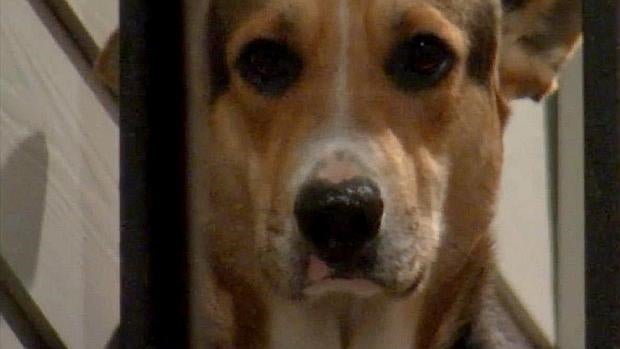 Un cachorro de pastor alemán espera durante semanas el regreso de su dueño asesinado