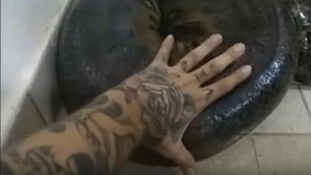Imagen de la anaconda que se coló en casa de un joven brasileño