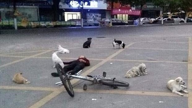 Unos perros guardan el cadáver de su dueña durante horas