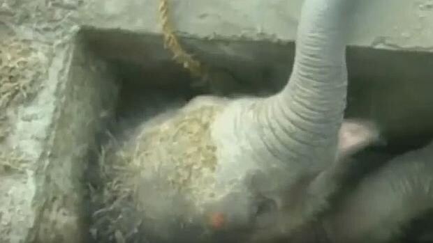 Rescatan a una cría de elefante atrapada en un desagüe... a martillazos