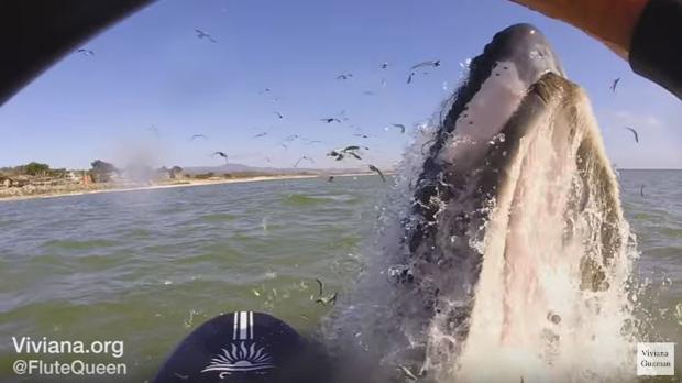 El vídeo de una ballena a punto de aplastar a una surfista en California, la última «sorpresa» de YouTube