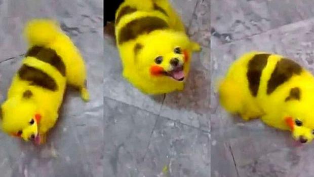 Un fan de Pokémon tiñe a su perro como un Pikachu