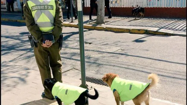 impuesto Perseo perderse Un grupo de policías adopta a perros callejeros para darles «un trabajo» y  un