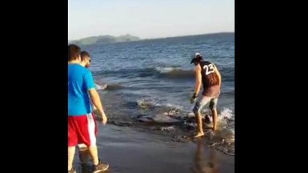 YouTube: Unos bañistas logran salvar a un delfín que había quedado varado en la playa