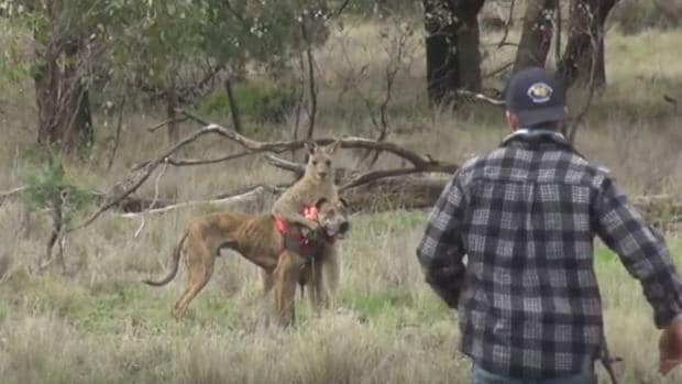 Youtube: Youtube: Un cuidador de un zoo se pelea a puñetazos con un canguro que estaba estrangulando a su perro