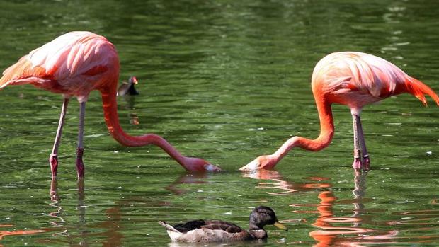 Dos flamingos en un zoo de Heidelberg, en Alemania