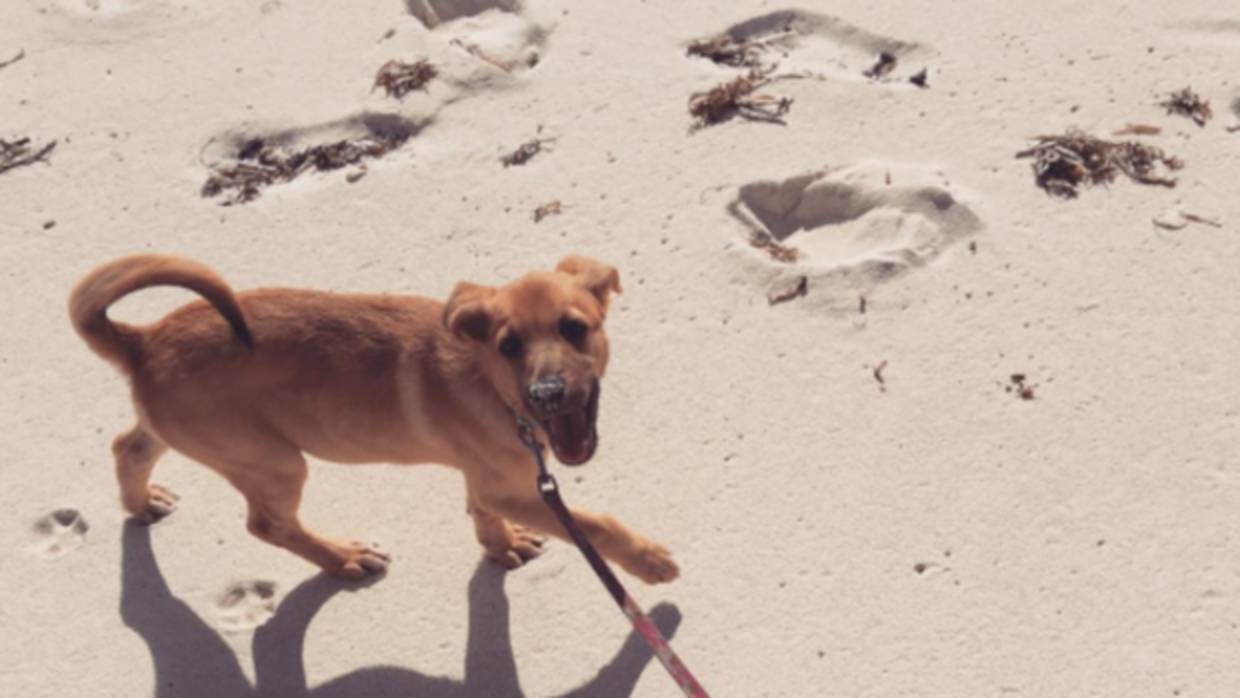 Providenciales, la isla paradisíaca del Atlántico que sirve de refugio a perros abandonados