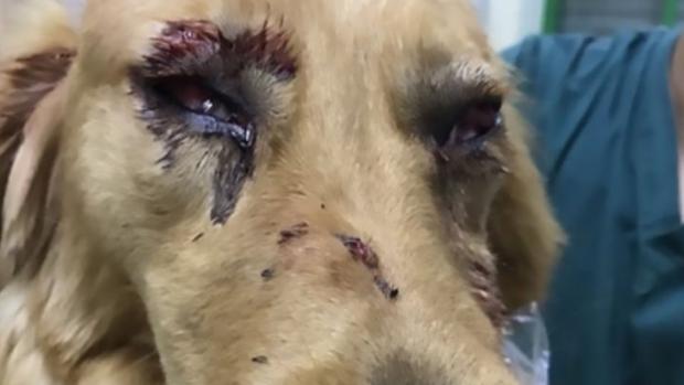 Un perro es gravemente herido durante un viaje en avión