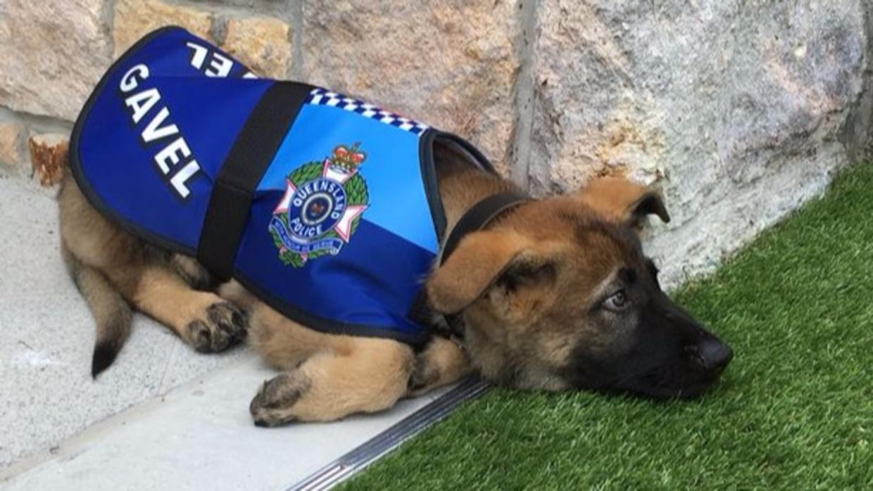 Un perro policía pierde su trabajo por ser demasiado simpático