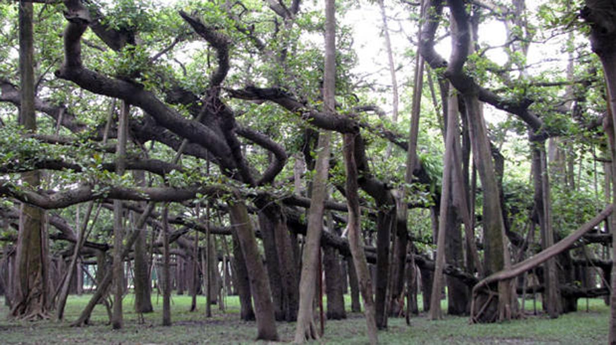 El gigantesco bosque indio formado por un único árbol