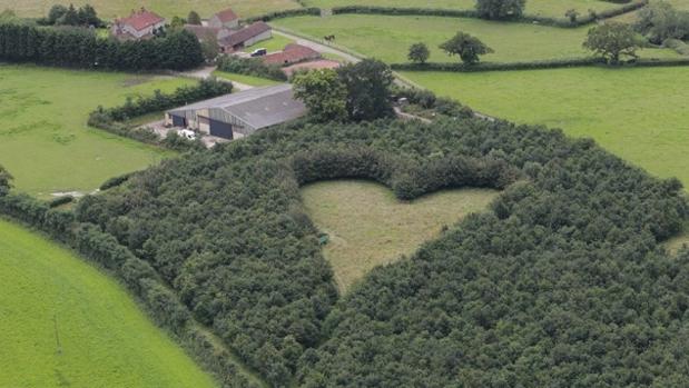 YouTube: El hombre que creó un bosque con forma de corazón en memoria de su esposa fallecida