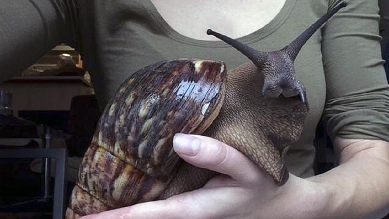 El gigantesco caracol con aspecto de conejo que aterroriza a Twitter