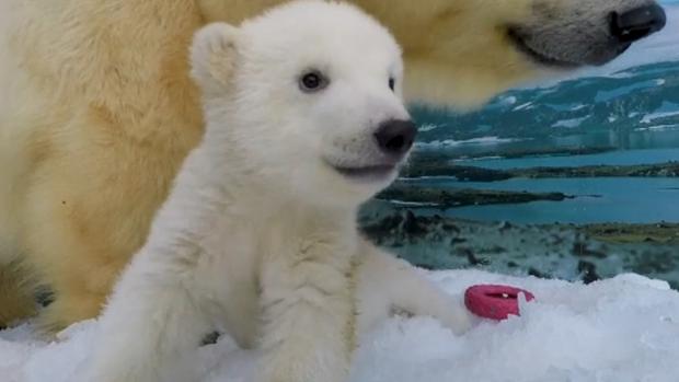 El osito polar que causa furor en un zoo de Australia