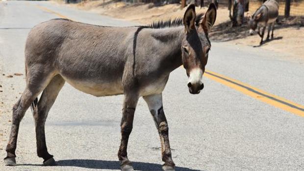 Una quincena de jóvenes marroquíes contraen la rabia tras practicar sexo con una burra